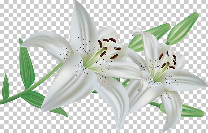Arum-lily Lilium candidum Flower Easter lily , flower PNG clipart 