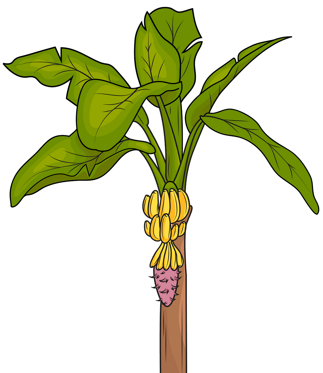 Clipart Banana Tree Vector Png Postiboard