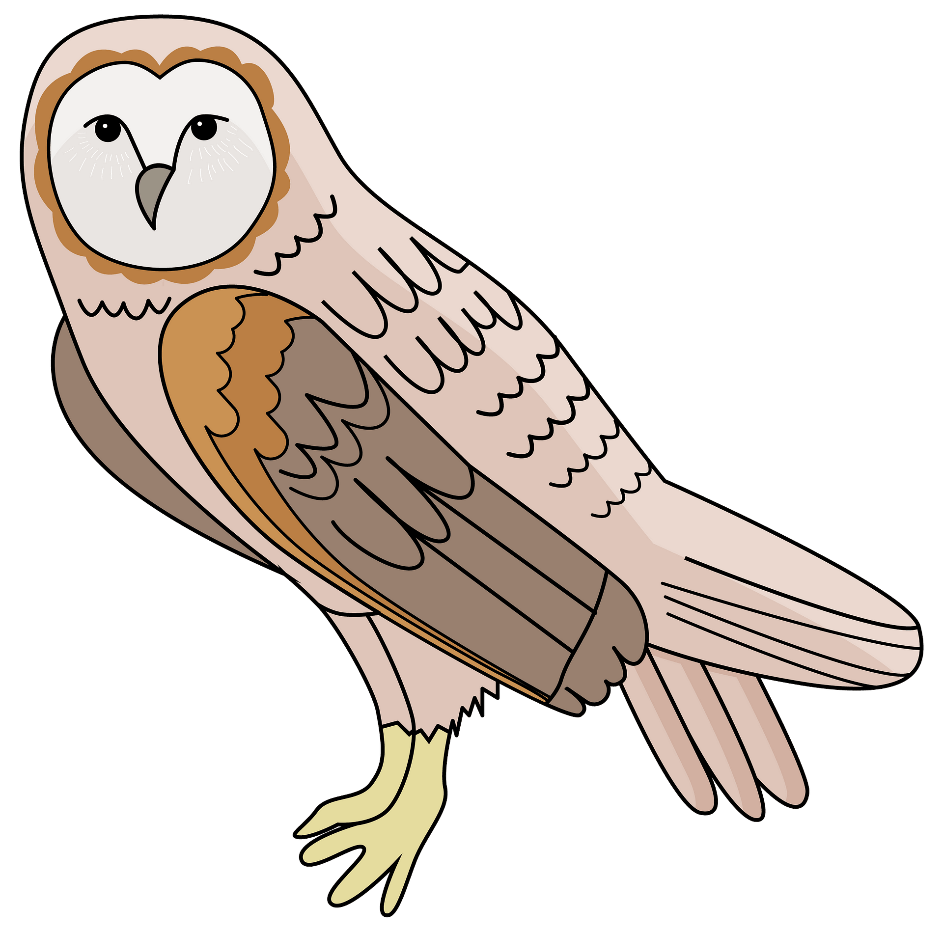 Barn Owl clipart. Free download. 