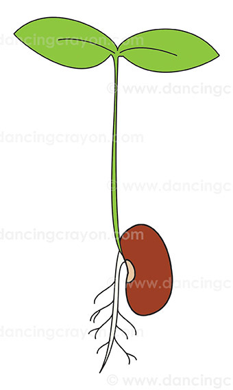 Bean Seed, Bean Sprouts, and Seedlings Clip Art