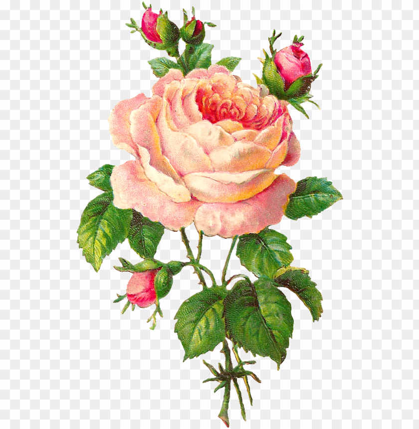 beautiful clipart rose flower - vintage rose flowers art PNG image 