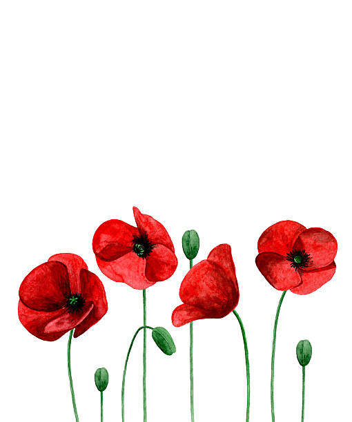 Free Poppy Flower Cliparts, Download Free Poppy Flower Cliparts png