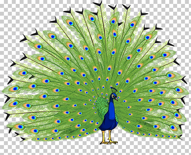 Clip Art Of Peacocks Cliparts Images