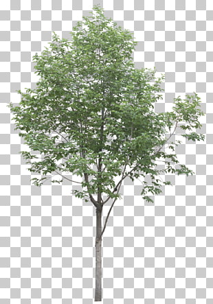 54 Black locust Tree PNG cliparts for free download 