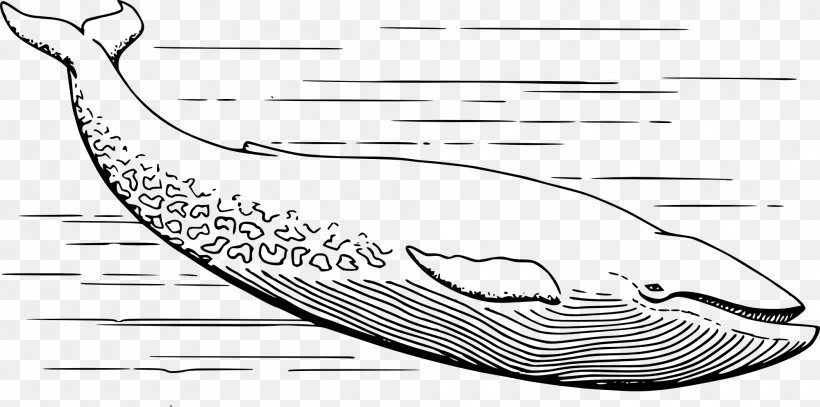 Blue Whale Black And White Coloring Book Clip Art, PNG