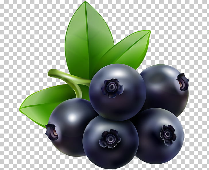 Blueberry Clip Art Free - Kopler Mambu