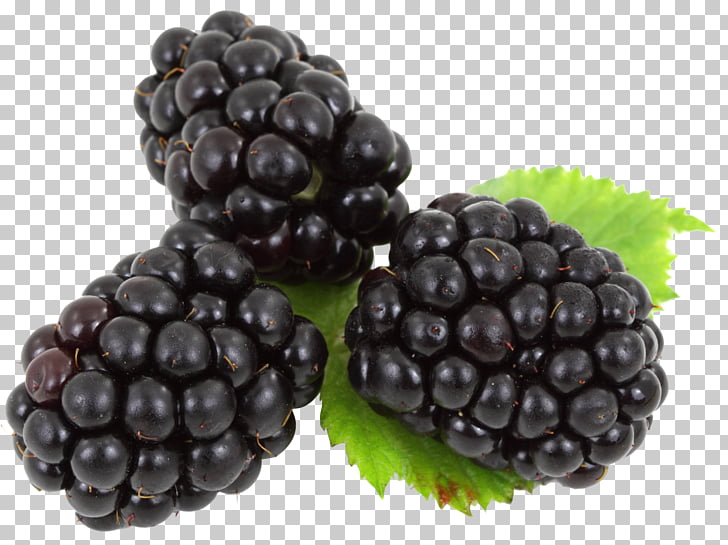 Boysenberry Frutti di bosco , Blackberry PNG clipart | free 