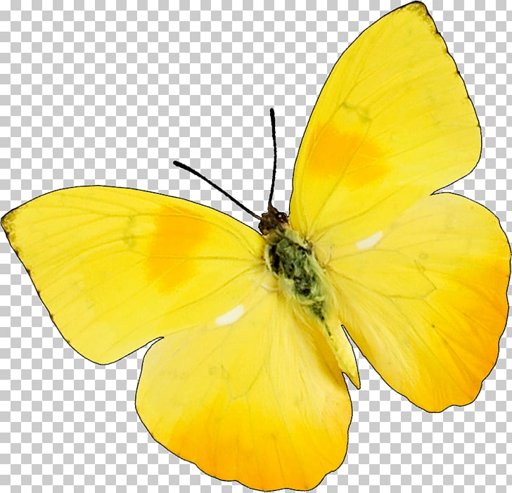 Butterfly Insect Snoopy  Charlie Brown Yellow , butterfly PNG 