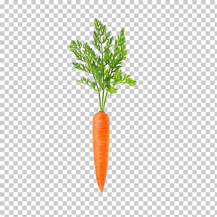 Carrot Vegetable Daikon Root Food, carrot PNG clipart | free 