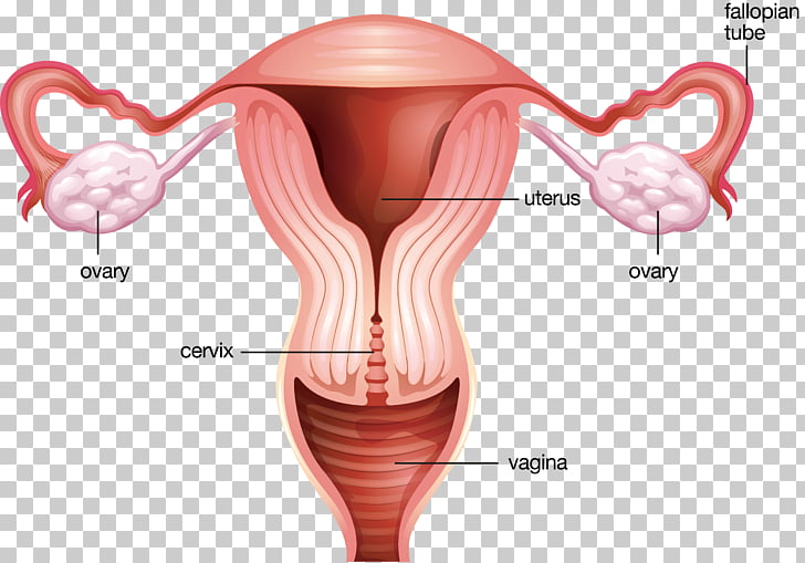 female-reproductive-system-png-clip-art-library