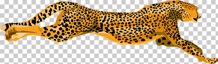 Cheetah Leopard Tiger , Cheetah Pic PNG clipart | free cliparts 