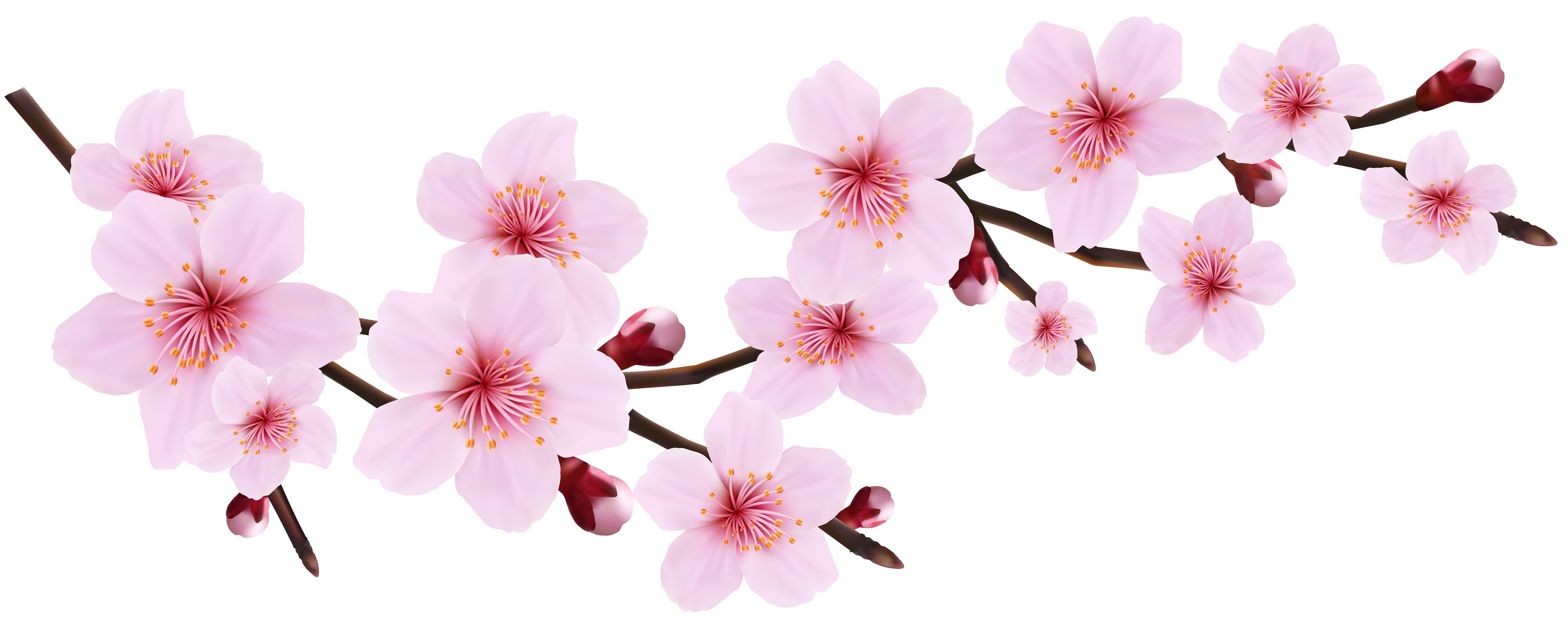 Blossom Pink Flowers Clipart Peach Flowers Printable Botanical