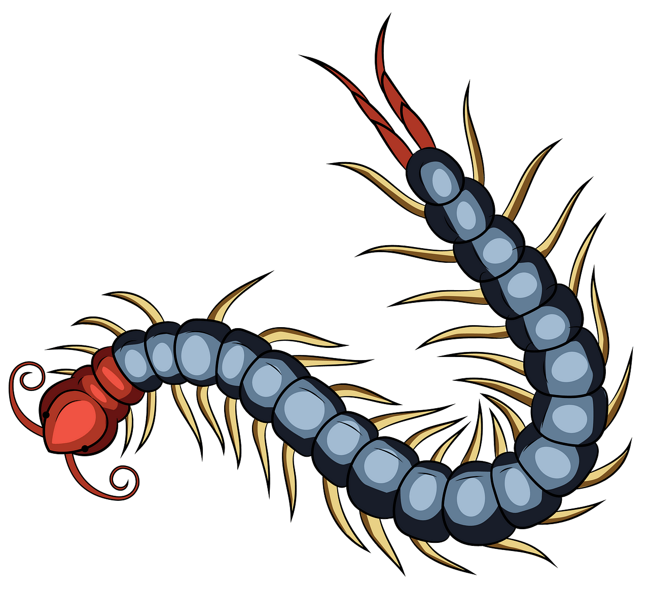 Chinese Red Headed Centipede clipart. Free download. 