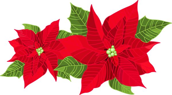 Christmas Poinsettia Clipart  | Free download