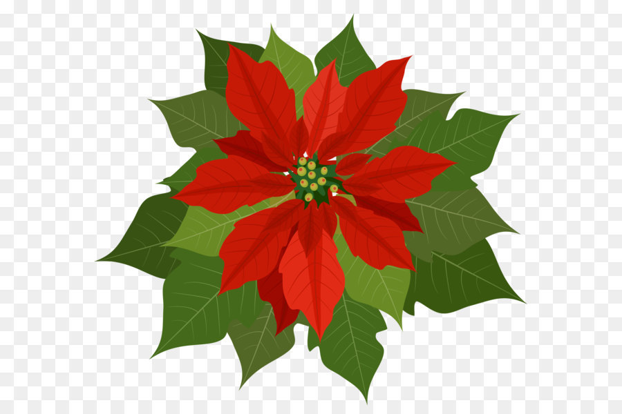 Christmas Poinsettia Clipart png download - Free 