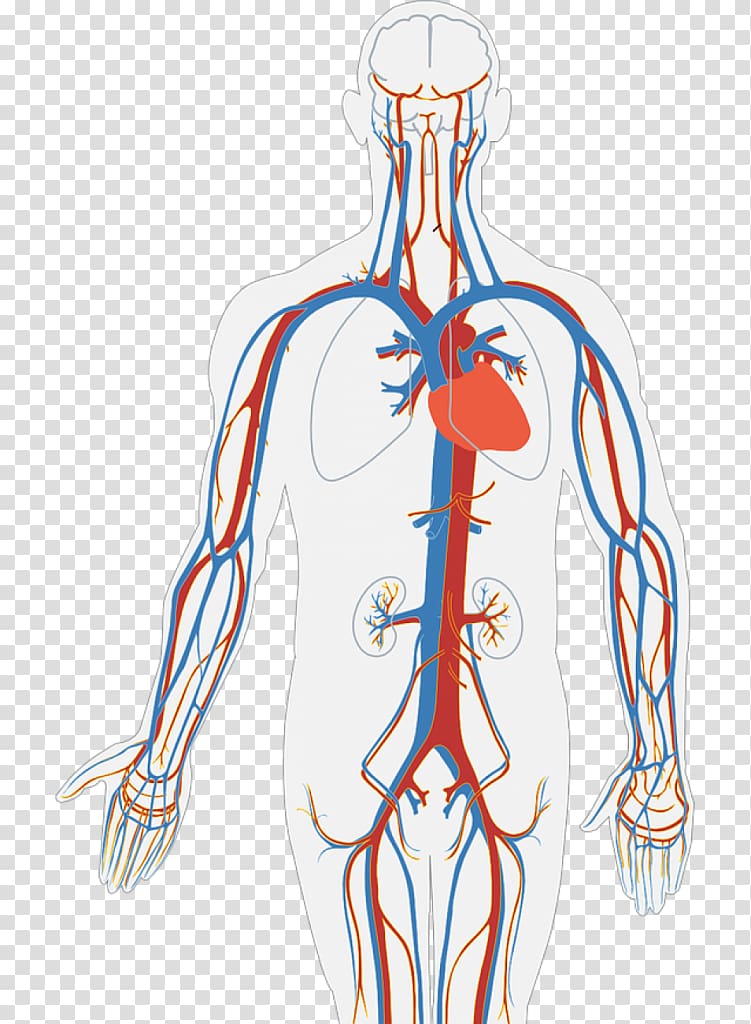 Free Circulatory System Clipart, Download Free Clip Art ...