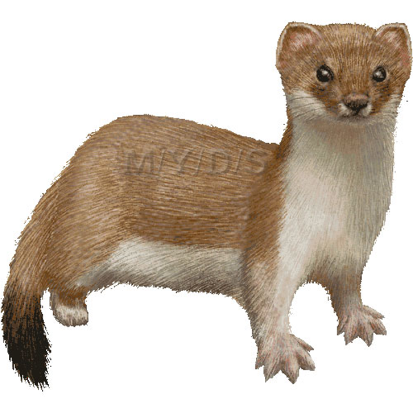 Ermine Png  Free Ermine.png Transparent Images - PNGio