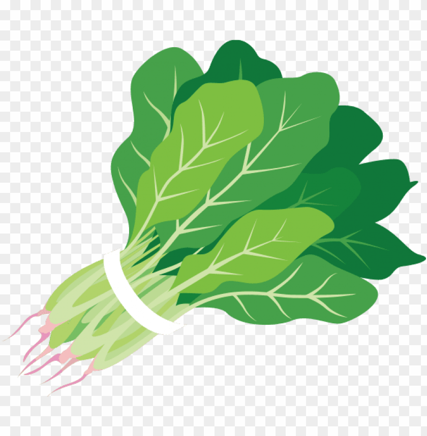 Clip Arts Related To : clip art image spinach. spinach-cliparts #3196722 .....