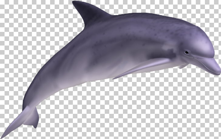 Common bottlenose dolphin , dolphin PNG clipart | free cliparts 