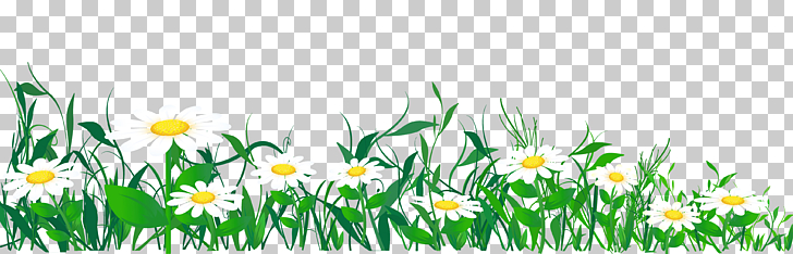 Common daisy , Daisies and Grass , white daisies template PNG 