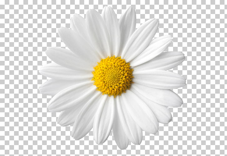 Free daisy images Daisy bouquet