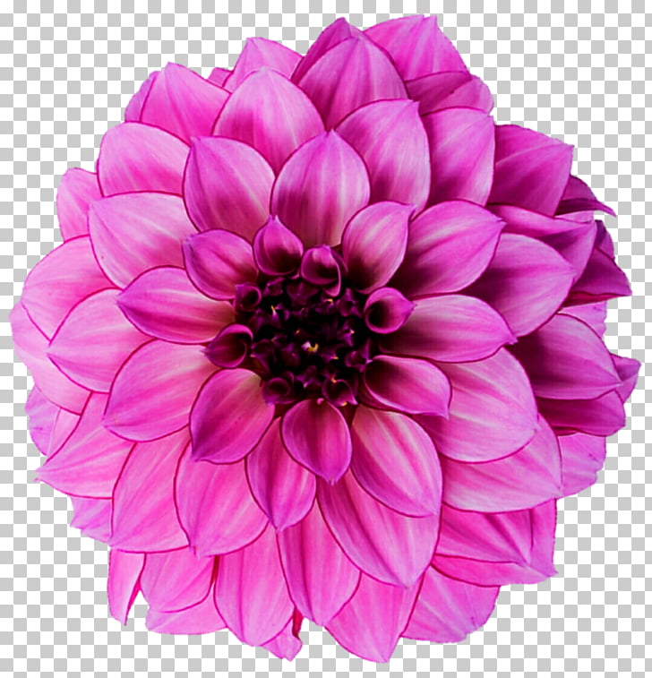 free-dahlia-cliparts-download-free-dahlia-cliparts-png-images-free