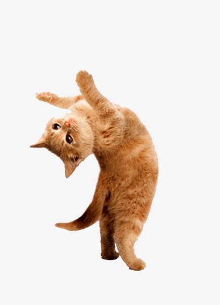 Dancing cat PNG clipart | free cliparts 