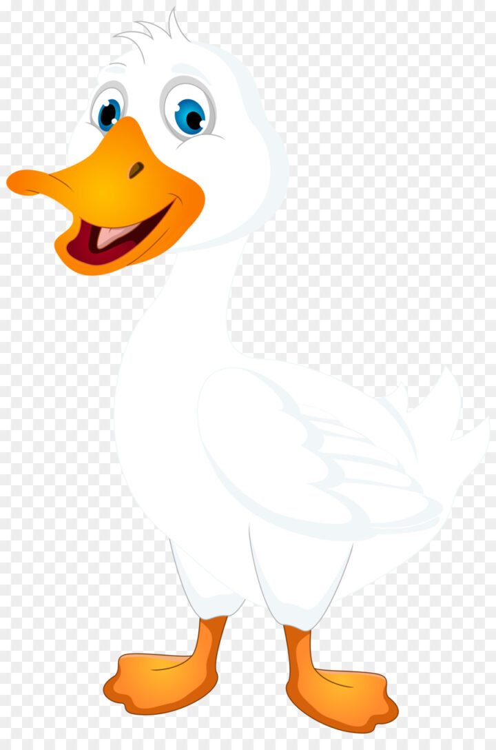 American Pekin Duck Cartoon Clip Art Duck White Cliparts W0h9n 