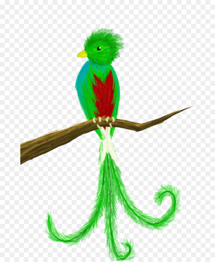 Guatemala Bird Quetzal Drawing Clip Art Cute Quetzal Cliparts 