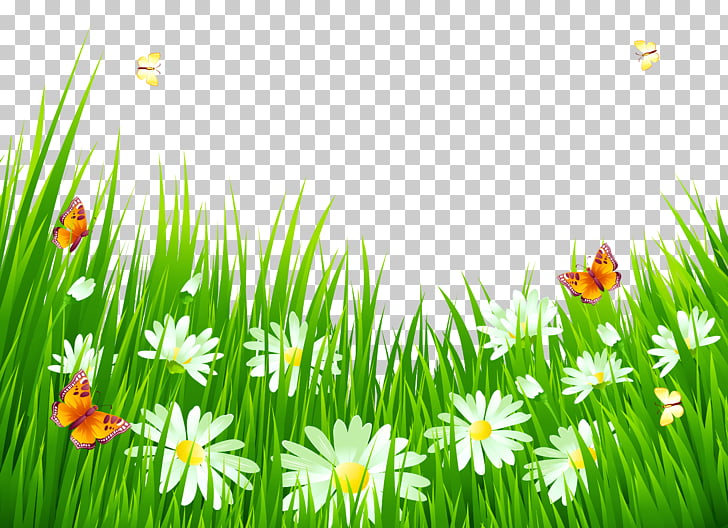 Flower , Grass with White Flowers , butterflies flying on flowers 