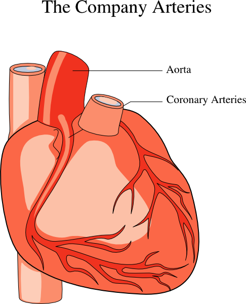 Heart Medical Diagram clip art Free SVG Download / 4 Vector