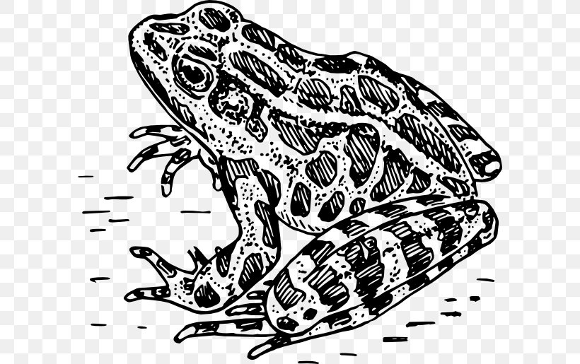 Frog Amphibian Black And White Clip Art, PNG, Frog 