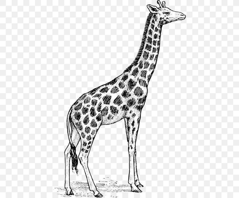 Giraffe Drawing Clip Art, PNG, Giraffe, Black And White 