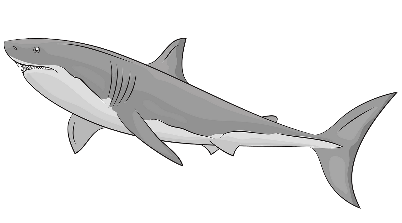 Great White Shark clipart. Free download. 