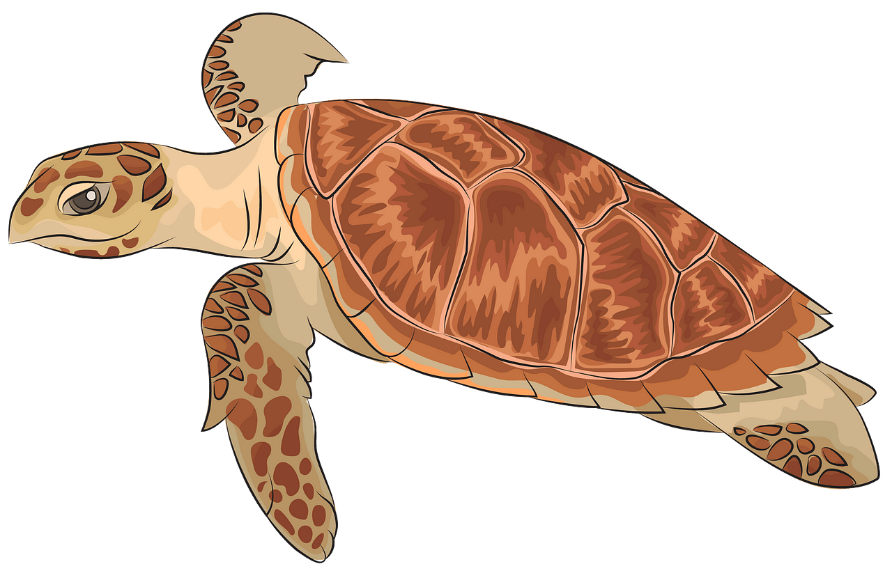 Hawksbill Sea Turtle clipart. Free download. 