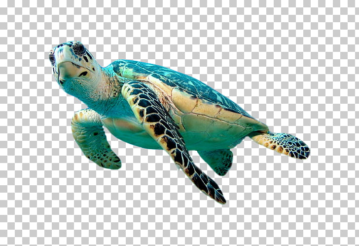 Hawksbill sea turtle Green sea turtle , Turtle element, green sea 