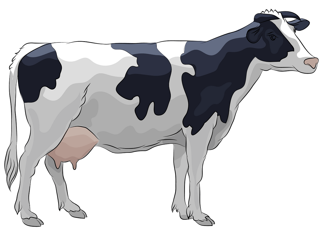 Holstein Cow clipart. Free download. 