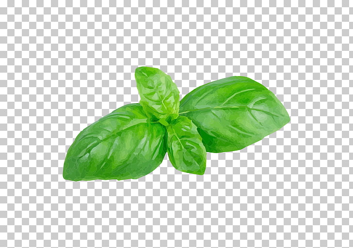 Holy Basil Herb Leaf Portable Network Graphics, Leaf PNG clipart 