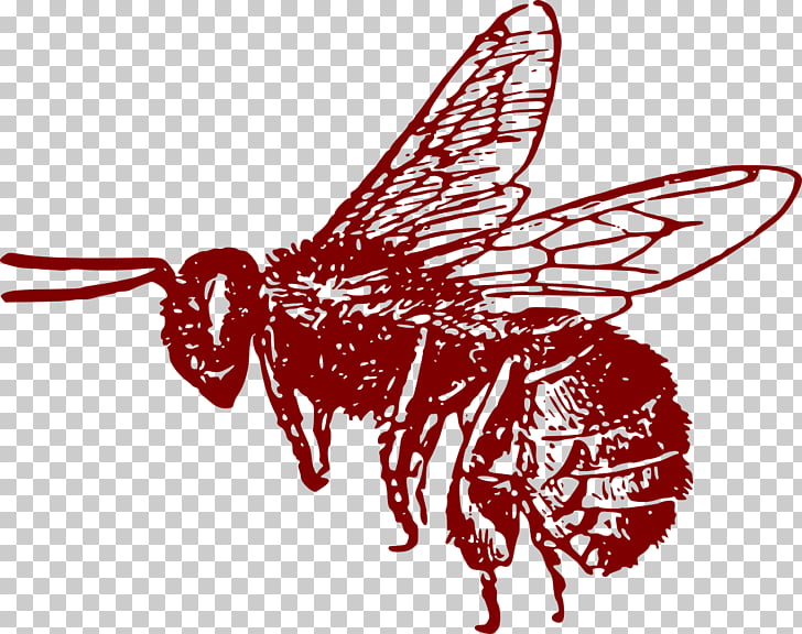 Honey bee , bee PNG clipart | free cliparts 