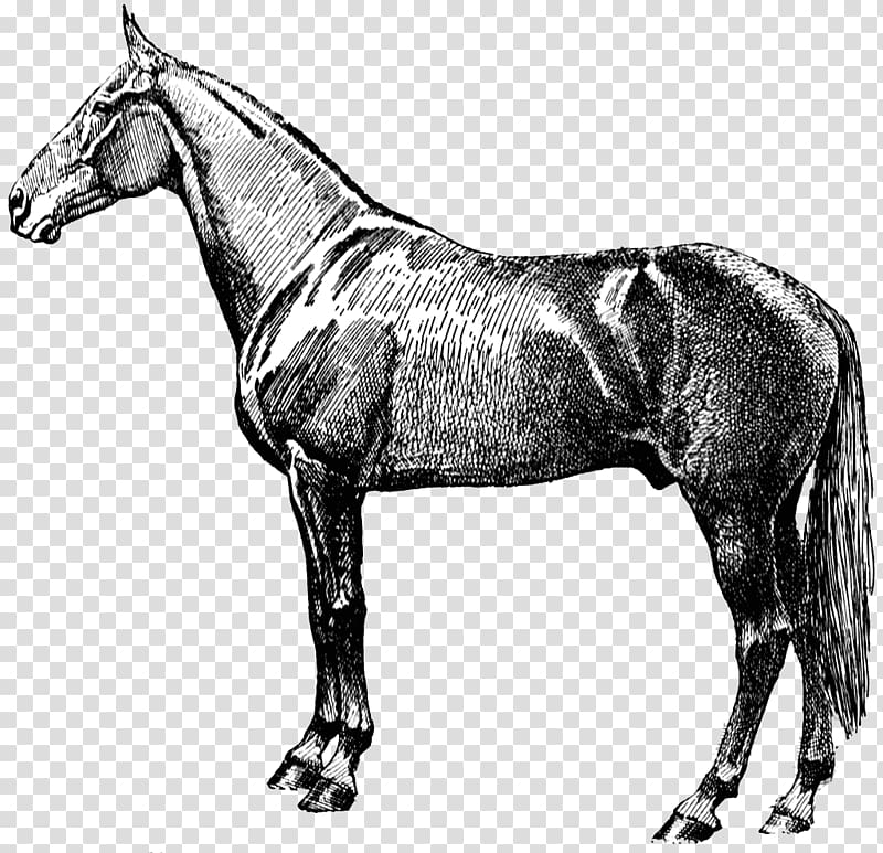 Horse Equestrian Victorian , Victorian Horse transparent 