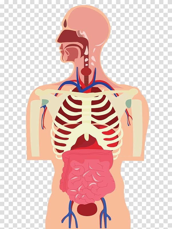 human body organs transparent - Clip Art Library