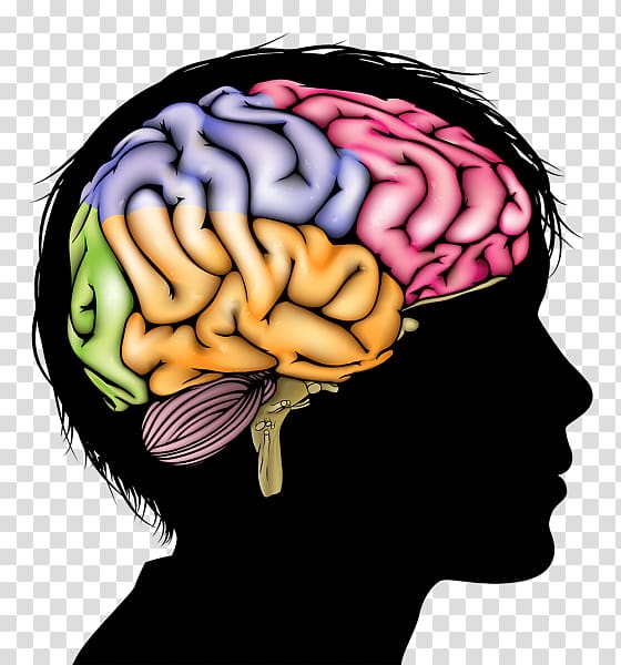 Human brain Anatomy Human body Homo sapiens, Brain transparent 