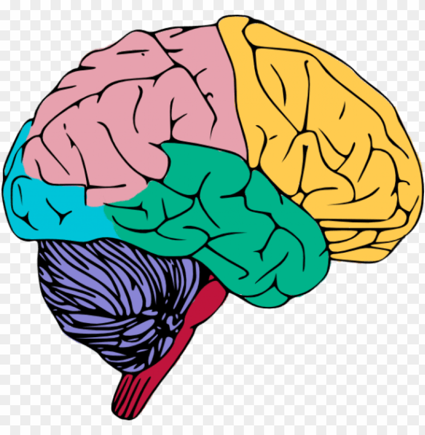human brain png high-quality image - brain clipart PNG image
