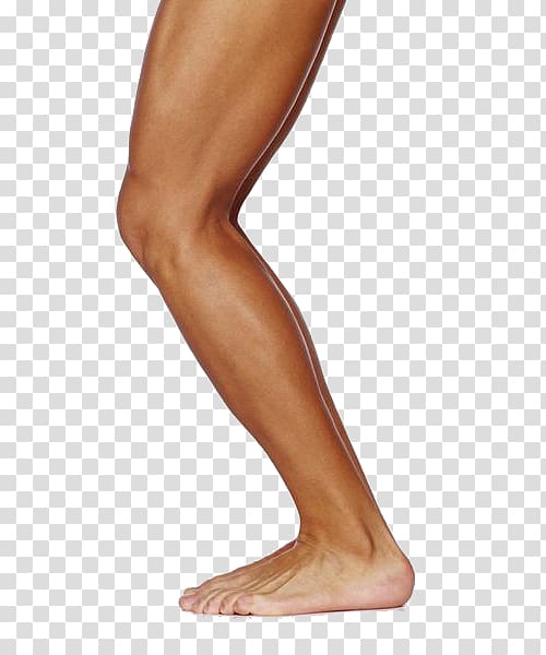 Human leg Muscle Thigh Physical exercise, Female side legs close 