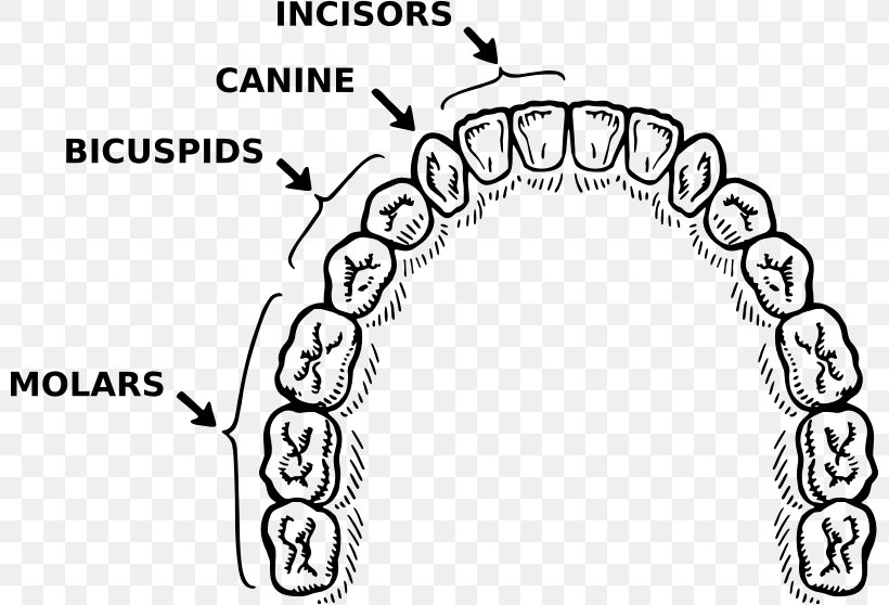 Human Tooth Dentistry Tooth Brushing Clip Art, PNG