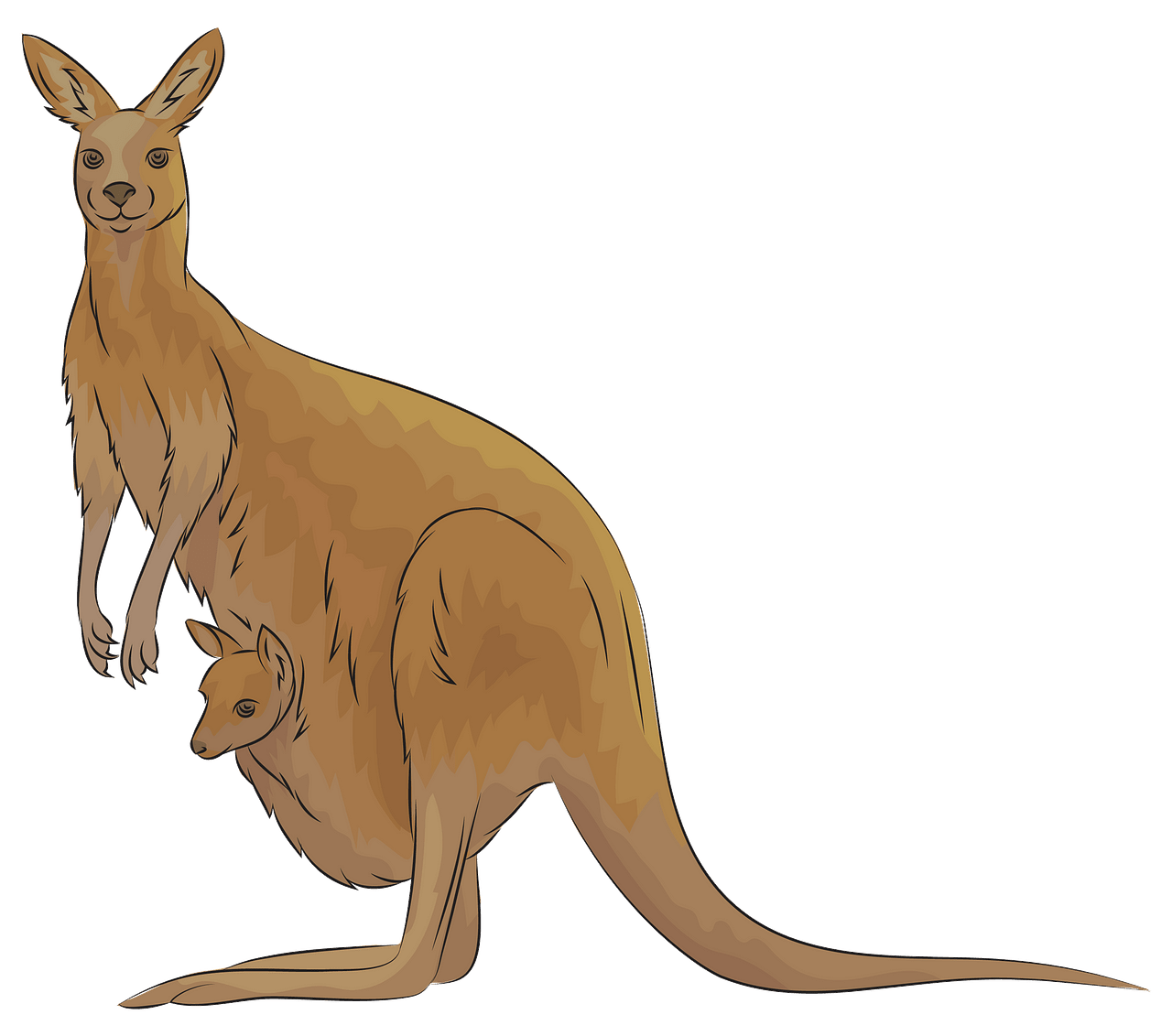 Kangaroo clipart. Free download. 