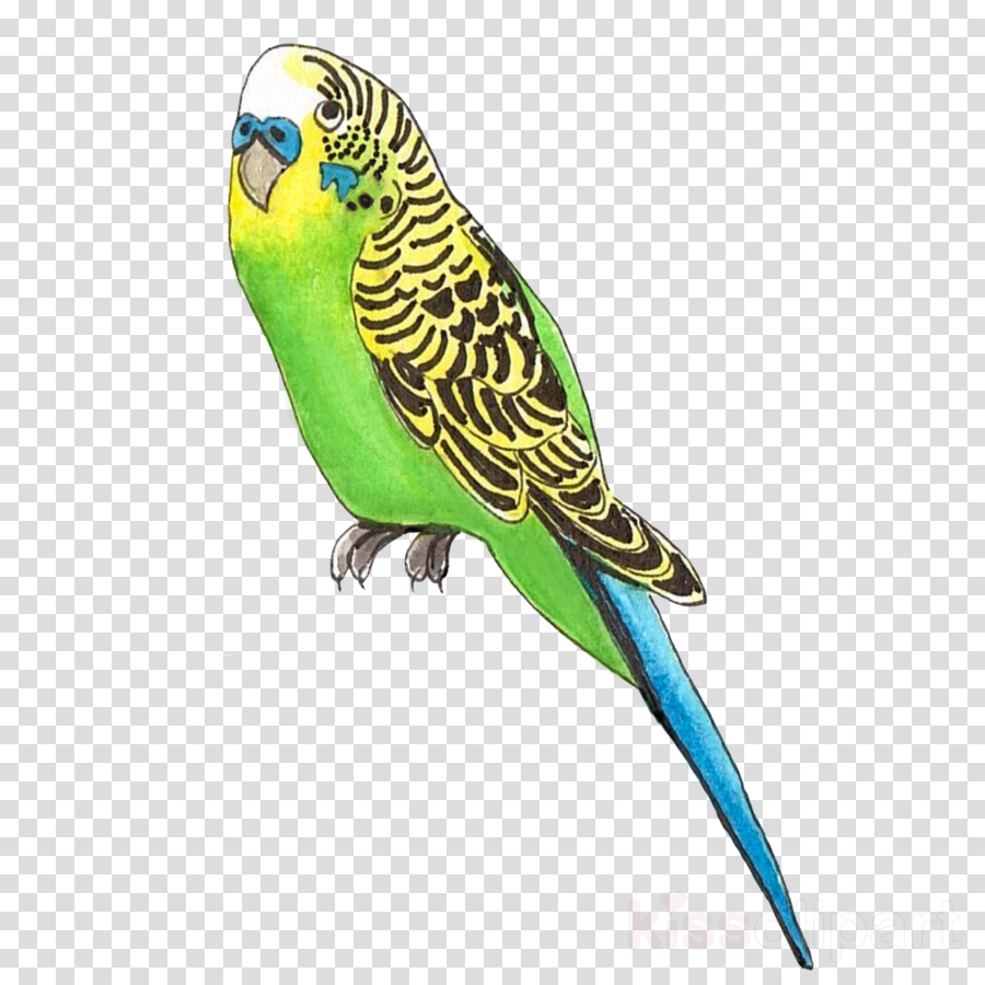 bird budgie parakeet parrot beak clipart - Bird, Budgie, Parakeet 