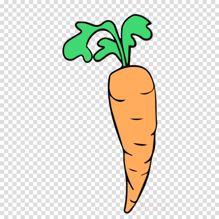 carrot root vegetable radish daikon vegetable clipart - Carrot 