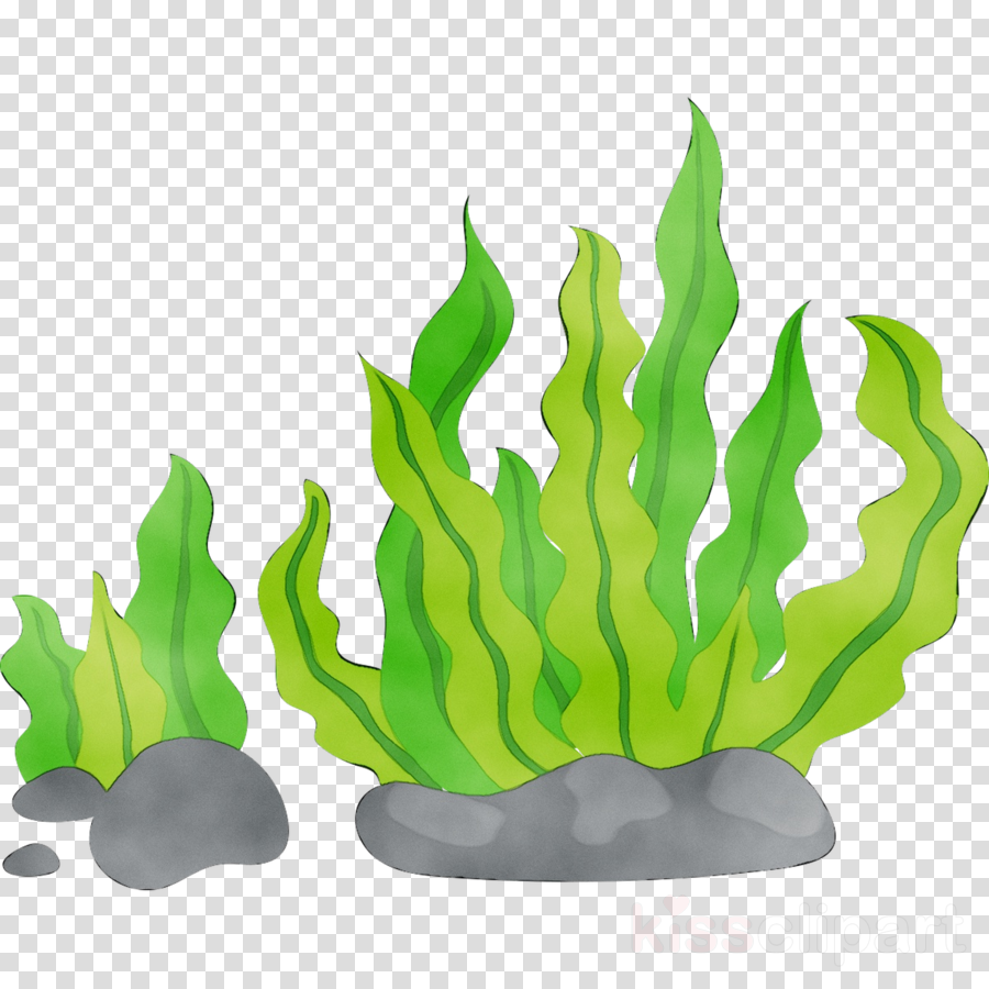 Sea Weeds Png / Green sea weed illustration, sea, plants under the sea