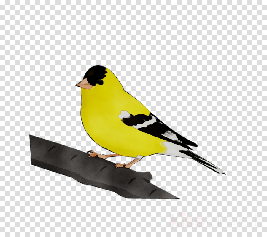 Bird Cartoon clipart - Bird, Yellow, Illustration, transparent 